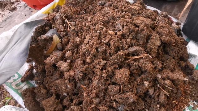 Propagating my Black Majesty смотреть онлайн