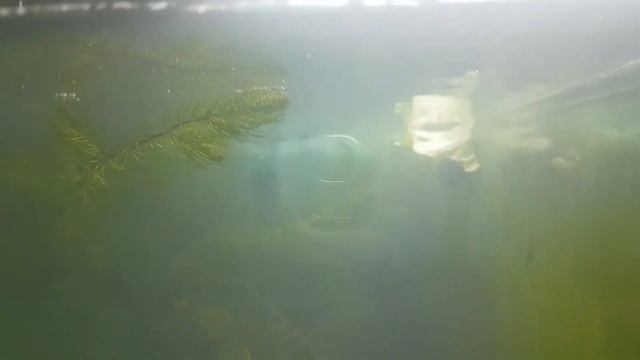 Фебтал - верное средство против планарий в креветочнике смотреть онлайн