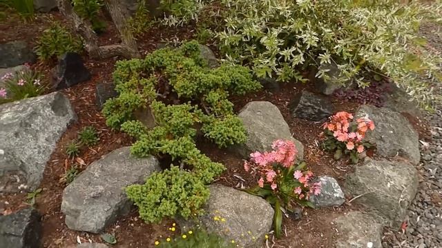 лягушка-царевна, мой гигантский вербаскум и экскурсия к соседям,38 смотреть онлайн