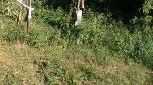 Яблони Медуница и Конфетное.