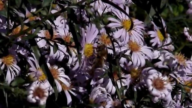 хобби и стиль смотреть онлайн