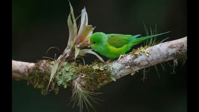 Тирика (Попугаи) - Википедия смотреть онлайн