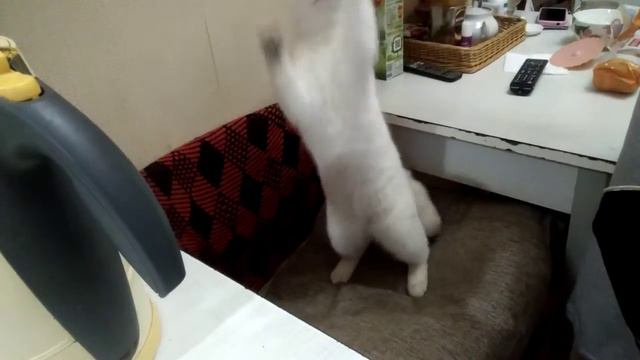 Шотландская прямоухая Скоттиш-страйт смотреть онлайн
