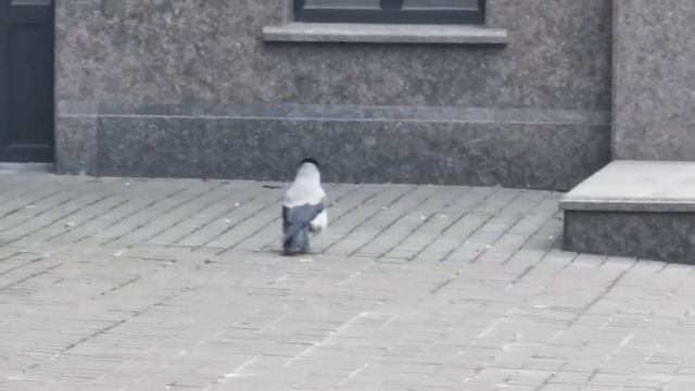 Красивая жирная ворона шагает по Киеву смотреть онлайн