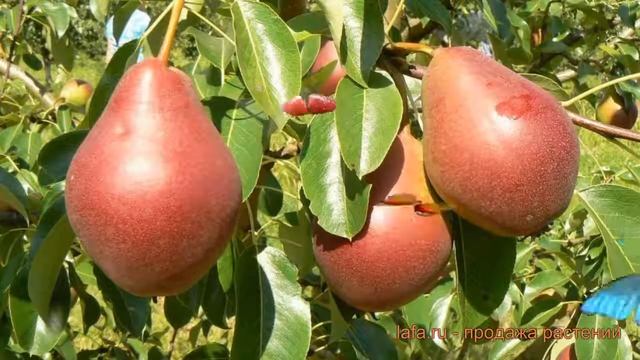 Груша плодовая Нарядная Ефимова (pyrus Communis) ? обзор: как сажать, саженцы груши Нарядная Ефимов