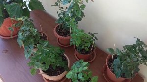 Комнатная роза. Скручивание листьев. Изменение цвета листьев. Часть 5