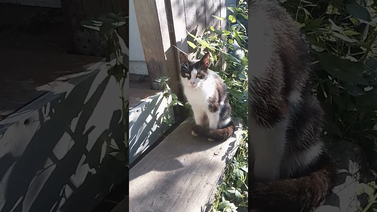 Василиса пришла.#cat смотреть онлайн