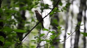 Под окном черёмуха колышется(народная песня)