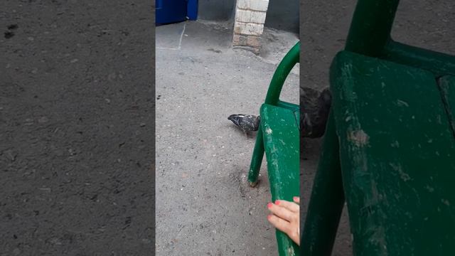 Спасение голубя. Учимся летать. смотреть онлайн