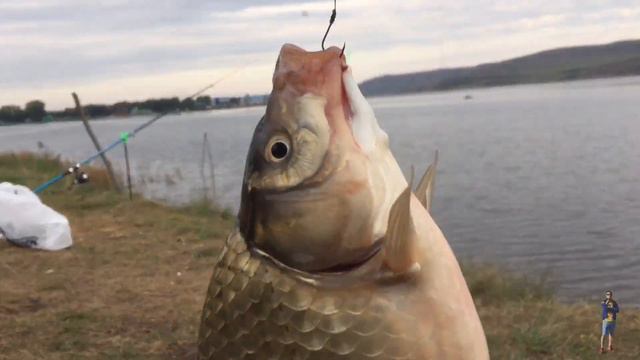 Обзор Рыбалки / Хороший улов/Клёв #татарстан#fishing#рыбалка#russia#usa смотреть онлайн