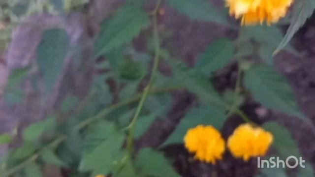 Стихи Эдуарда Асадова про любовь ?Poems by Eduard Asadov about love ?? смотреть онлайн