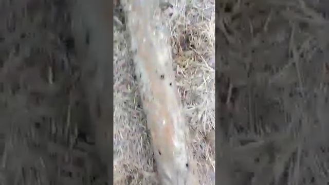 Трубы моль почикала смотреть онлайн