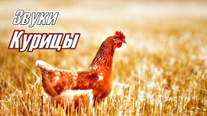 Звуки курицы и цыплят | Кудахтанье курицы