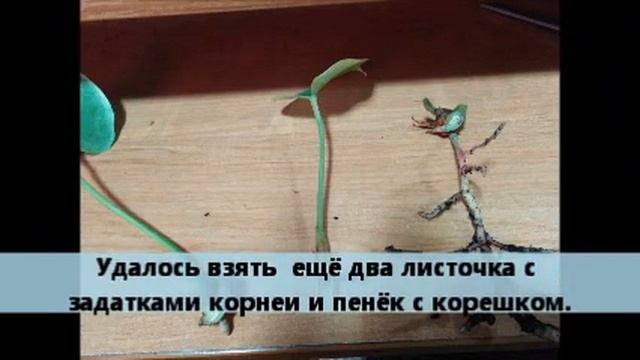 Размножение антуриума. смотреть онлайн