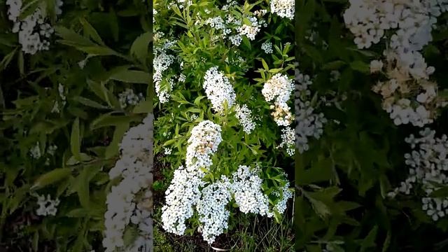Болгар, цветущая ель смотреть онлайн
