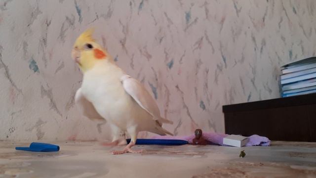 Реагирует на звуки попугай Кеша смотреть онлайн