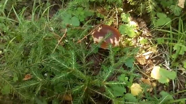 Прогулка по лесу в июле. Лето 2020. Белые грибы. Полезный отдых. смотреть онлайн