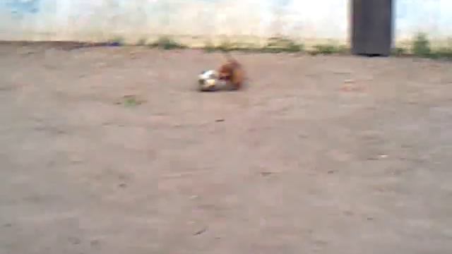 Собака футболист смотреть онлайн