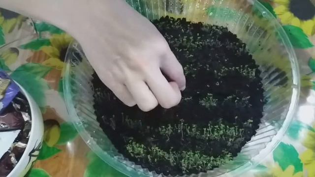 Петунья после посева.Первые 10 дней