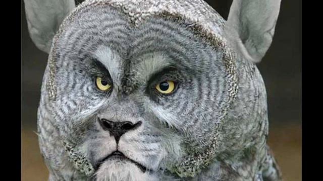 Самые Странные Животные Планеты №1 смотреть онлайн