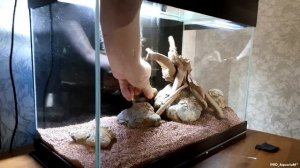 Бактериальная плёнка на поверхности воды в аквариуме (Заметки для начинающего аквариумиста)