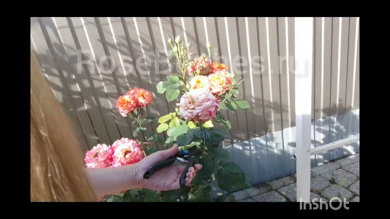 обрезка летом Чайно-Гибридные розы смотреть онлайн