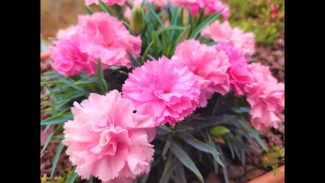 🍀 Clavel Ten nelke (Dianthus caryophyllus var. Ten nelke). 🍀 смотреть онлайн