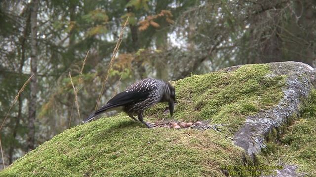 NÖTKRÅKA Spotted Nutcracker (Nucifraga caryocatactes) Klipp - 1283 смотреть онлайн