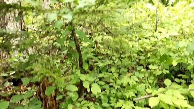 Женьшень. Августовская прогулка. смотреть онлайн