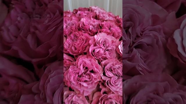 Букет из 51 пионовидной розовой розы с доставкой в Чебоксарах buket-roz.ru смотреть онлайн
