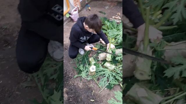 обрезка папайи 2 смотреть онлайн