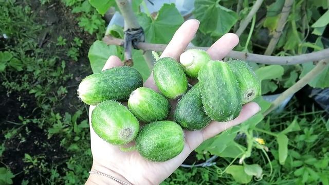 ОГУРЦЫ в вёдрах / Вся история в одном видео / Огород в контейнерах смотреть онлайн