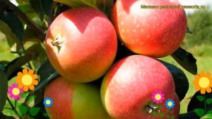 Яблоня Елена. Краткий обзор, описание характеристик, где купить саженцы malus domestica Helena