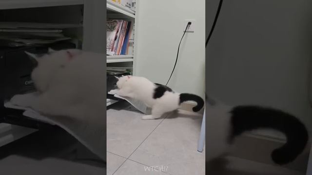 Смешные животные смотреть онлайн