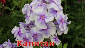 Флоксы Мишенька, Радомир, Капитан, Гордость России