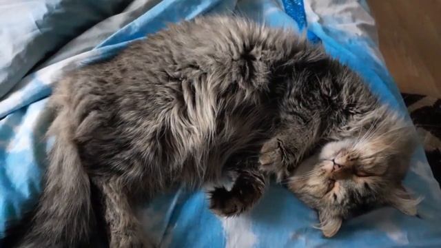 кот во сне шевелит лапами