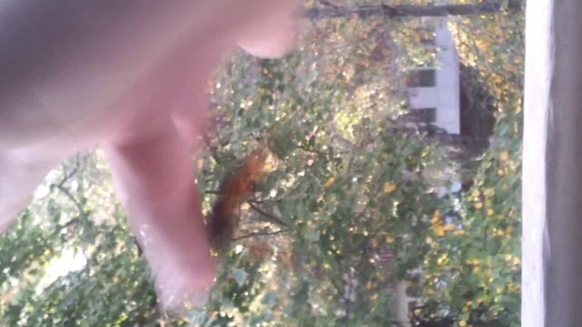 Butterfly, go away! Попробуйте избавиться от бабочки. смотреть онлайн
