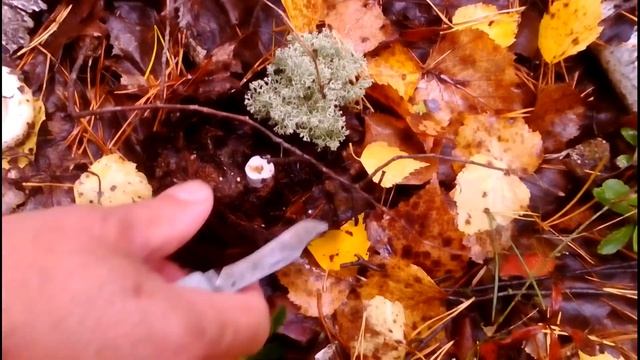 В лес за сырыми груздями смотреть онлайн