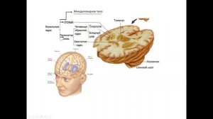 Базальные ядра (nuclei basales)