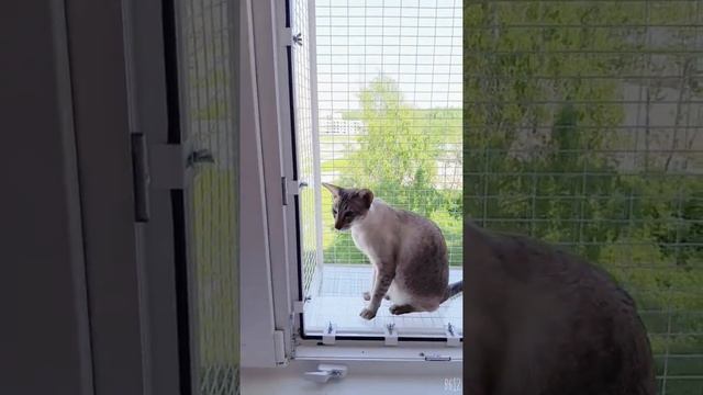Балкон для кота смотреть онлайн