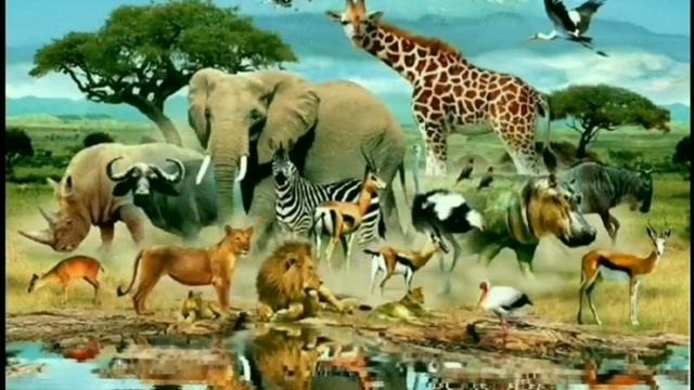 Види тварин. Відео для дітей. / Types of animals. Videos for children. смотреть онлайн
