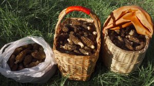 СМОРЧКОВ СТОЛЬКО, ЧТО КОРЗИН НЕ ХВАТИЛО! ГДЕ И КАК РАСТУТ СМОРЧКИ. Весенние грибы в Подмосковье 2024