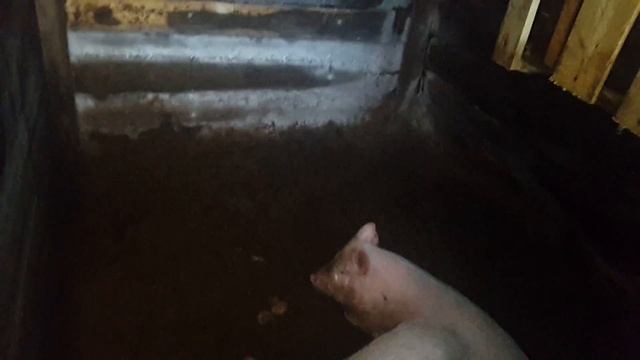 Свиноводство, первый эксперимент. Миф или реальный заработок. смотреть онлайн