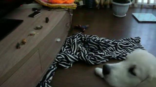 Жадный до мышек ретривер смотреть онлайн