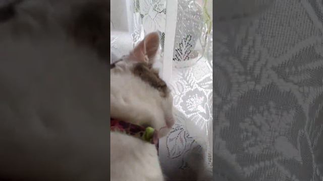 что с котом? что случилось? смотреть онлайн