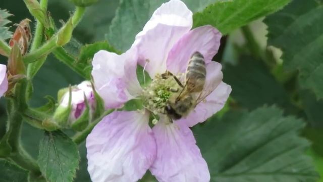 Три Главных Правила При Посадке Жимолости! Это Должен Знать Каждый! Как вырастить жимолость? смотреть онлайн