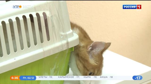 Читинская городская ветклиника сменила график работы смотреть онлайн