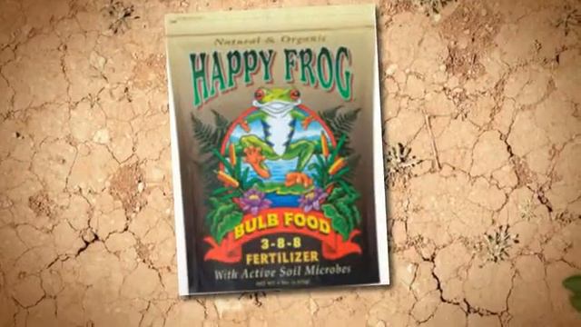 Allium Bulbs And Bulb Food At Nick's Garden Center & Farm M