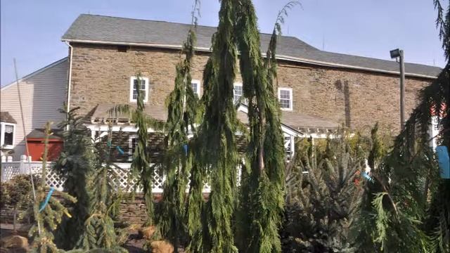 Plant A Chamaecyparis nootkatensis 'Green Arrow' смотреть онлайн