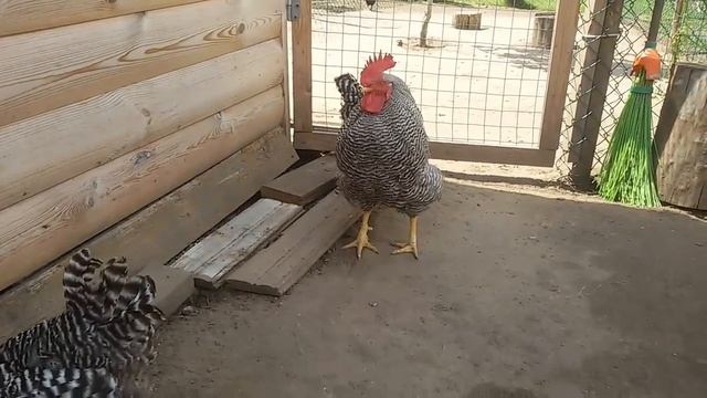 Амрокс -мясо 'яичная порода кур. Одни достоинства. смотреть онлайн